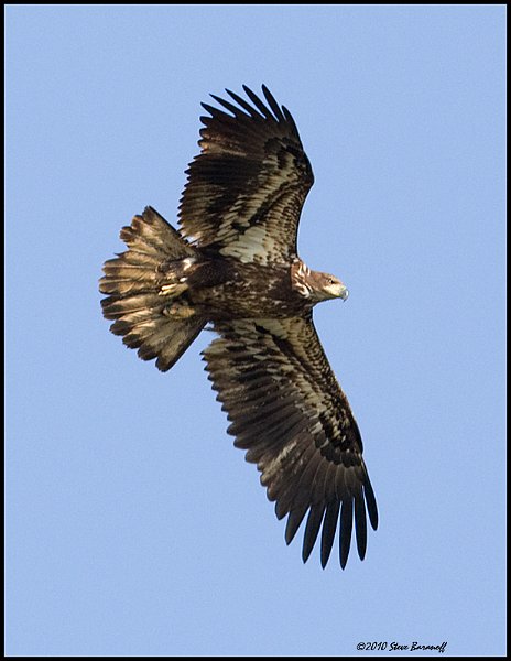 _0SB9103 immature american bald eagle.jpg